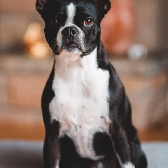 black and white boston terrier black and white boston terrier dog